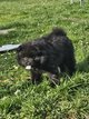 Chiots Spitz
