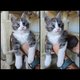 Magnifique Maine Coon
