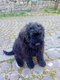Bouvier des flandre 2 male