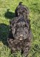 Bouvier des Flandres