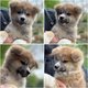 Magnifiques chiots Akita Inu