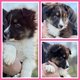 Magnifiques chiots berger australien