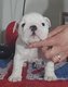 5 Bulldog anglais 8 semaines
