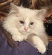 Ragdoll chatons
