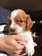 Superbes chiots épagneul breton pure race