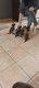 Chiots malinois a reserve