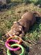 American Bully Pocket
