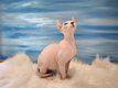 Elfe sphinx