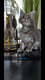 5 magnifiques Maine Coon grand gabarit