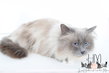 Birman Bleu point