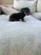 Superbes chiots Teckel  poils ras