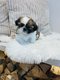 Superbe porte de Shih tzu
