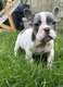 Chiots  Rserver - Adorable porte disponible