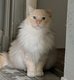 Ragdoll mle
