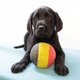 Adorables chiots Labrador (Blond - Noir)