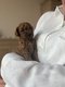 Caniches toys chiots abricots avec pedigree