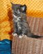 Chatonne  Maine Coon black tortie à adopter