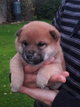 Superbes chiots shiba inu