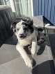 Chiots Border Collie pure race