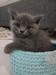 Magnifiques chantons british et scottish shorthair