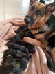 A rserver chiots berger allemand