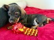 Adorables chiots Teckels poil dur standard