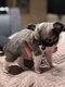 Chihuahuas mles longs poils