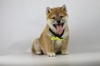 Shiba Inu chiots , levage