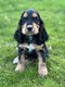 Cocker Anglais jeunes chiots