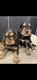 Cocker Anglais jeunes chiots