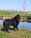 Chiots berger belge groenendael