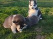 Husky pure race levage familial