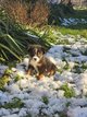 Chiots berger americain miniature avec Pedigree