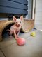 Magnifiques chatons Sphynx