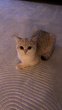 Nala british shorthair golden shaded