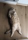 Scottish Fold