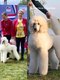 Chiots grand caniche blanc