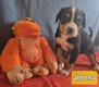 Bb GBS grand bouvier suisse