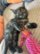 Chatons Maine Coon