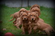 Chiots Cocker Spaniel Anglais