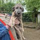 Lvrier irlandais (irish wolfhound)