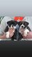 Chiot de race bulldog / bouledogue continental