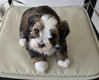 Bichon havanais - les chiots levs en famille