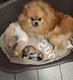 Magnifique spitz nain vendre disponible pour avril