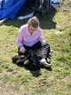 Chiot berger allemand gris et noir/ feu