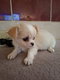 Manifique Chihuahuas avec pedigree