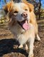 Border collie pédigrée disponible pour saillie