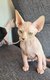 Sphynx chaton disponible a la revervation