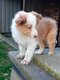 Magnifiques chiots Border Collie