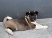 Chiot akita americain